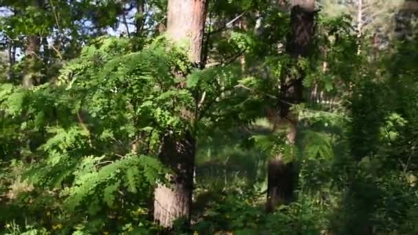 Manhã Floresta Profunda Natureza Selvagem Floresta Pinheiros — Vídeo de Stock