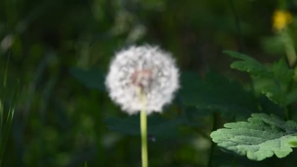 Güzel Beyaz Dandelions Yeşil Bir Arka Plan Üzerinde — Stok video