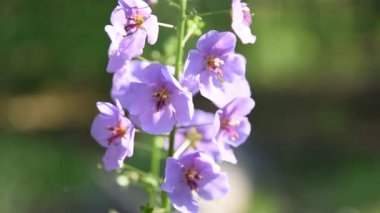 Ormanda mor çiçekler. güzel mavi kır çiçekleri