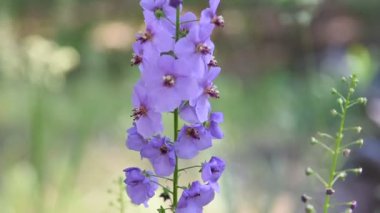 Ormanda mor çiçekler. güzel mavi kır çiçekleri