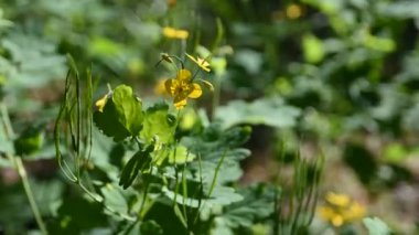 Ormanda sarı çiçekler. Baharda yeşil çimenler ve çiçekler
