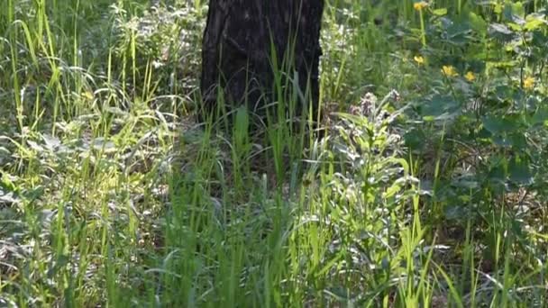 Morgen Tiefen Wald Wilde Natur Kiefernwald Frühling — Stockvideo