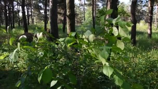 Mattina Nella Foresta Profonda Natura Selvaggia Pineta Primaverile — Video Stock