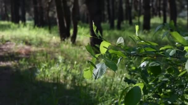深い森の朝 野生の自然 春の松林 — ストック動画