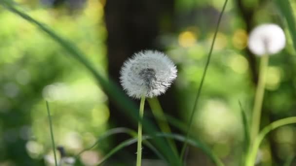 Beaux pissenlits blancs sur fond vert 