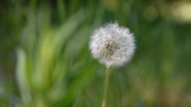 Mooie Witte Paardebloemen Een Groene Achtergrond — Stockvideo