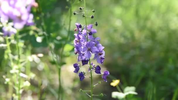 Paarse Bloemen Het Bos Mooie Blauwe Wilde Bloemen — Stockvideo