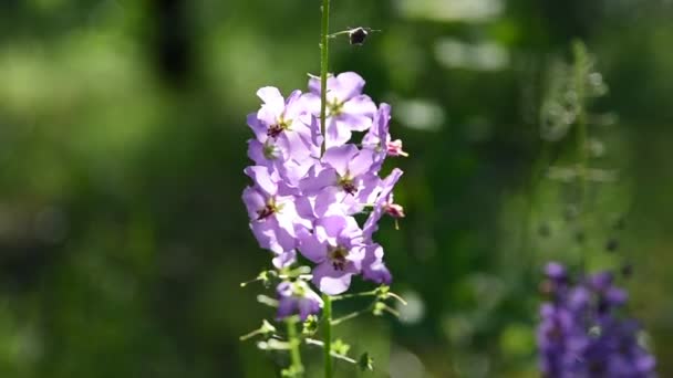 Paarse Bloemen Het Bos Mooie Blauwe Wilde Bloemen — Stockvideo