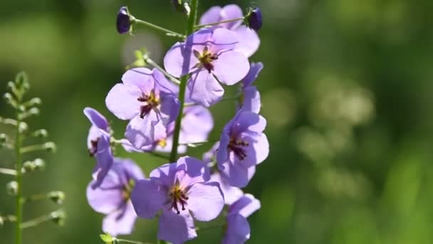 Paarse Bloemen Het Bos Mooie Blauwe Wilde Bloemen — Stockvideo