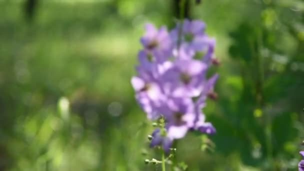 Flores Moradas Bosque Hermosas Flores Silvestres Azules — Vídeos de Stock