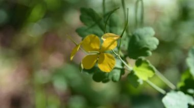 Ormanda sarı çiçekler. Baharda yeşil çimenler ve çiçekler