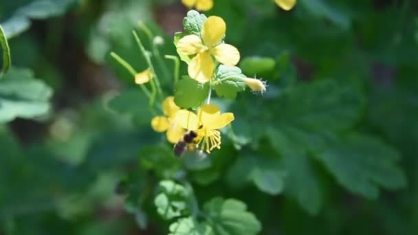 Κίτρινα Λουλούδια Στο Δάσος Πράσινο Γρασίδι Και Λουλούδια Την Άνοιξη — Αρχείο Βίντεο
