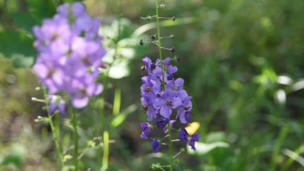 Flores Moradas Bosque Hermosas Flores Silvestres Azules — Vídeos de Stock