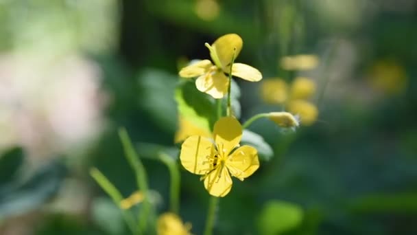 Żółte Kwiaty Lesie Zielona Trawa Kwiaty Wiosną — Wideo stockowe