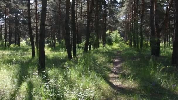 Matin Dans Forêt Profonde Nature Sauvage Forêt Pins Printemps — Video