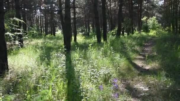 Mañana Bosque Profundo Naturaleza Salvaje Bosque Pino Primavera — Vídeo de stock