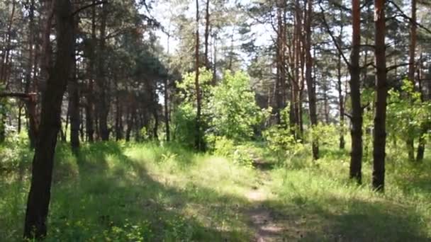 Rano Głębokim Lesie Dzikiej Przyrody Las Sosnowy Wiosna — Wideo stockowe