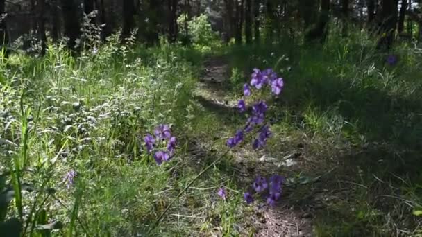 Ochtend Het Diepe Bos Wilde Natuur Spring Pine Forest — Stockvideo