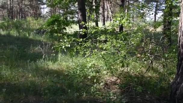 早晨在深森林 野生自然 春季松林 — 图库视频影像