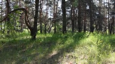 derin ormanda sabah. vahşi doğa. bahar çam ormanı.