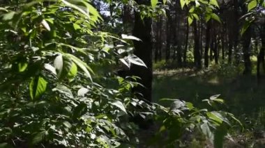 derin ormanda sabah. vahşi doğa. bahar çam ormanı.