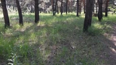 derin ormanda sabah. vahşi doğa. bahar çam ormanı.