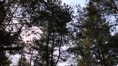 derin ormanda sabah. vahşi doğa. bahar çam ormanı.