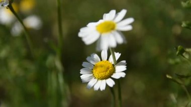 ormanda güzel beyaz papatya, bulanık arka plan, bahar çiçekleri, yeşil arka plan, yabani çiçeklerbeyaz yaprakları, doğa video,