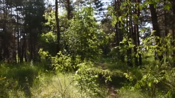 matin dans la forêt profonde. nature sauvage. forêt de pins de printemps .