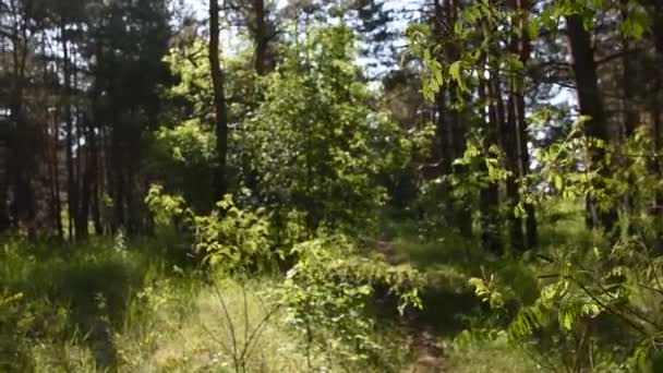 Mattina Nella Foresta Profonda Natura Selvaggia Pineta Primaverile — Video Stock