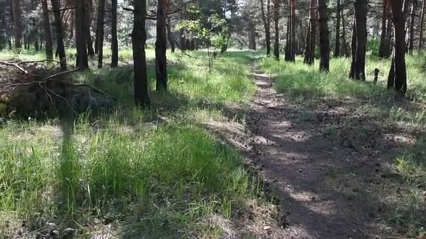 Mañana Bosque Profundo Naturaleza Salvaje Bosque Pino Primavera — Vídeo de stock