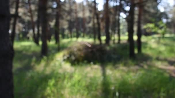 Morning Deep Forest Wild Nature Spring Pine Forest — Stock Video