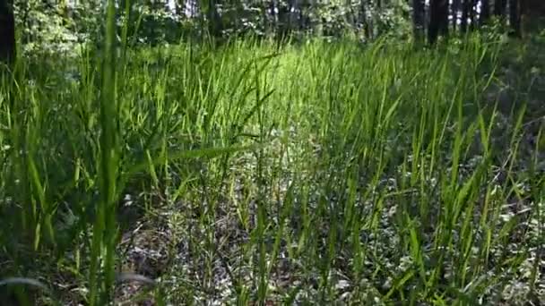 Morning Deep Forest Wild Nature Spring Pine Forest — Stock Video