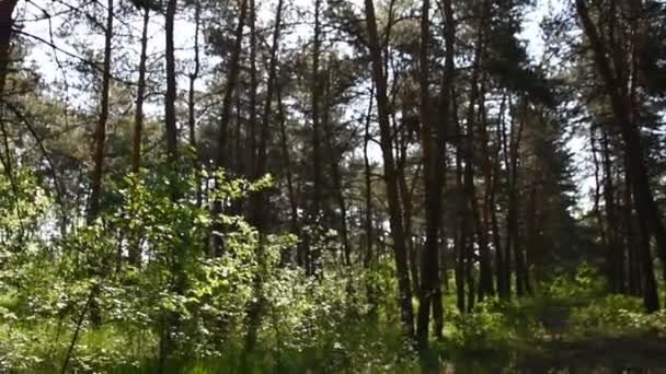 Morning Deep Forest Wild Nature Spring Pine Forest — Stock Video