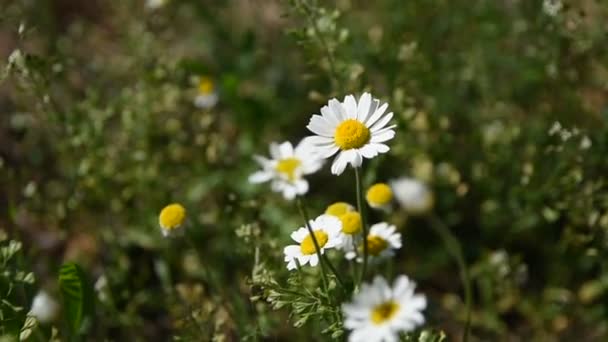 森の中の美しい白いデイジー ぼやけた背景 春の花 緑の背景 野生の花の白い花びら 自然のビデオ — ストック動画