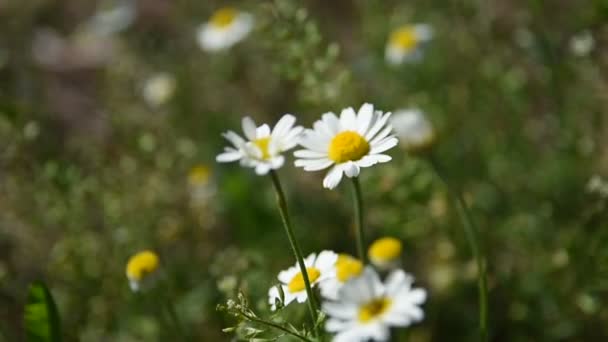 Krásná Bílá Sedmikráska Lese Rozmazané Pozadí Jarní Květiny Zelené Pozadí — Stock video