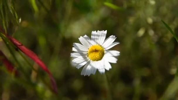 Όμορφη Λευκή Μαργαρίτα Στο Δάσος Θαμπό Φόντο Λουλούδια Άνοιξη Πράσινο — Αρχείο Βίντεο