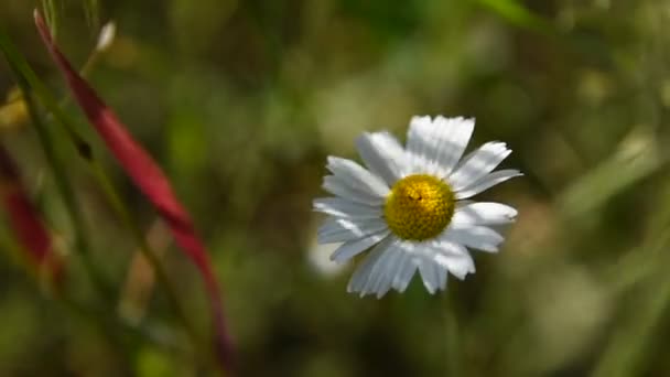 Piękna Biała Stokrotka Lesie Niewyraźne Tło Wiosenne Kwiaty Zielone Tło — Wideo stockowe