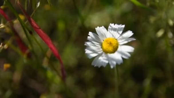 Όμορφη Λευκή Μαργαρίτα Στο Δάσος Θαμπό Φόντο Λουλούδια Άνοιξη Πράσινο — Αρχείο Βίντεο
