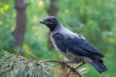 Genç kuş bir dalda öter, genç kuş, kuzgun