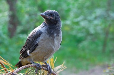 Genç kuş bir dalda öter, genç kuş, kuzgun