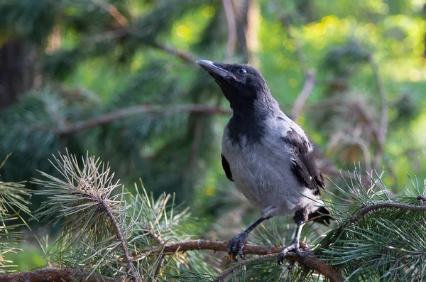 Jeune Oiseau Corneille Sur Une Branche Jeune Oiseau Corbeau — Photo