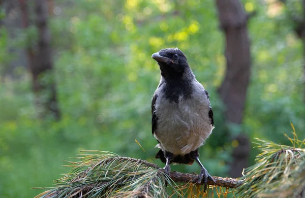 Jeune Oiseau Corneille Sur Une Branche Jeune Oiseau Corbeau — Photo