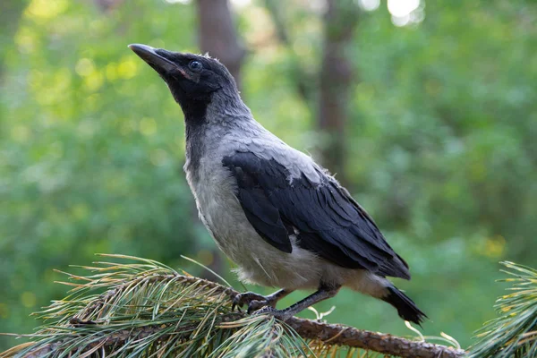 Jungvogel Kräht Auf Einem Ast Jungvogel Rabe — Stockfoto