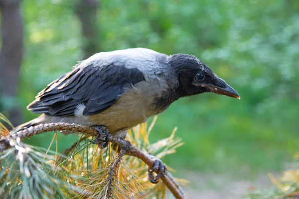 Giovani Corvi Uccelli Ramo Giovani Uccelli Corvo — Foto Stock