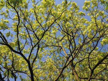 yeşil akasya ağaçları, eski ağaç dalları,