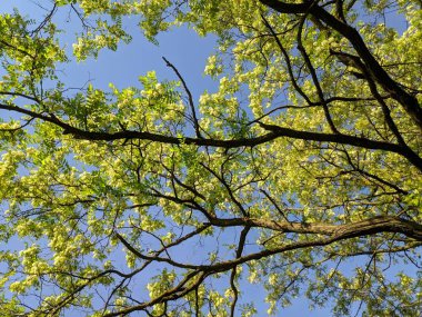 yeşil akasya ağaçları, eski ağaç dalları,