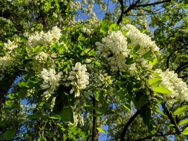 yeşil akasya ağaçları, eski ağaç dalları,