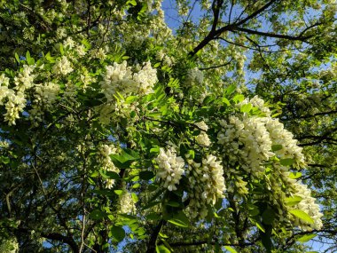 yeşil akasya ağaçları, eski ağaç dalları,