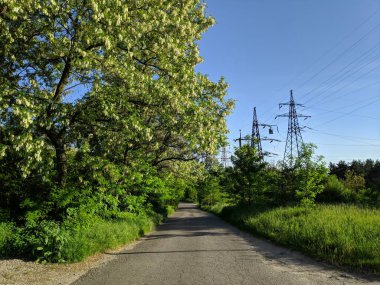 yeşil akasya ağaçları, eski ağaç dalları,